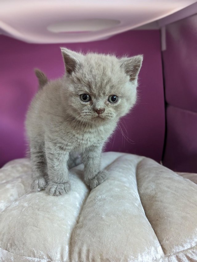 Preview of the first image of Pedigree British Shorthair Kittens.