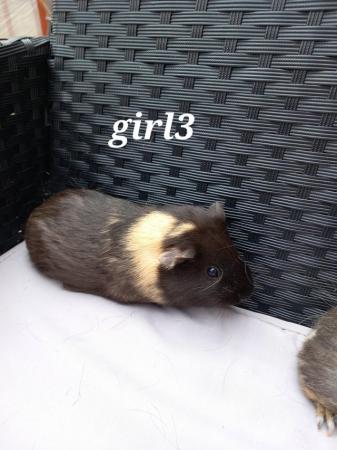 Image 6 of 3 baby girl guinea pigs ready to leave