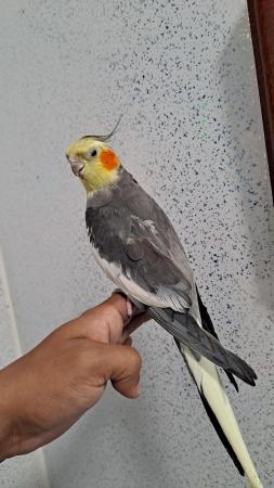 Image 1 of Silly hand tamed baby cockatiel for sale