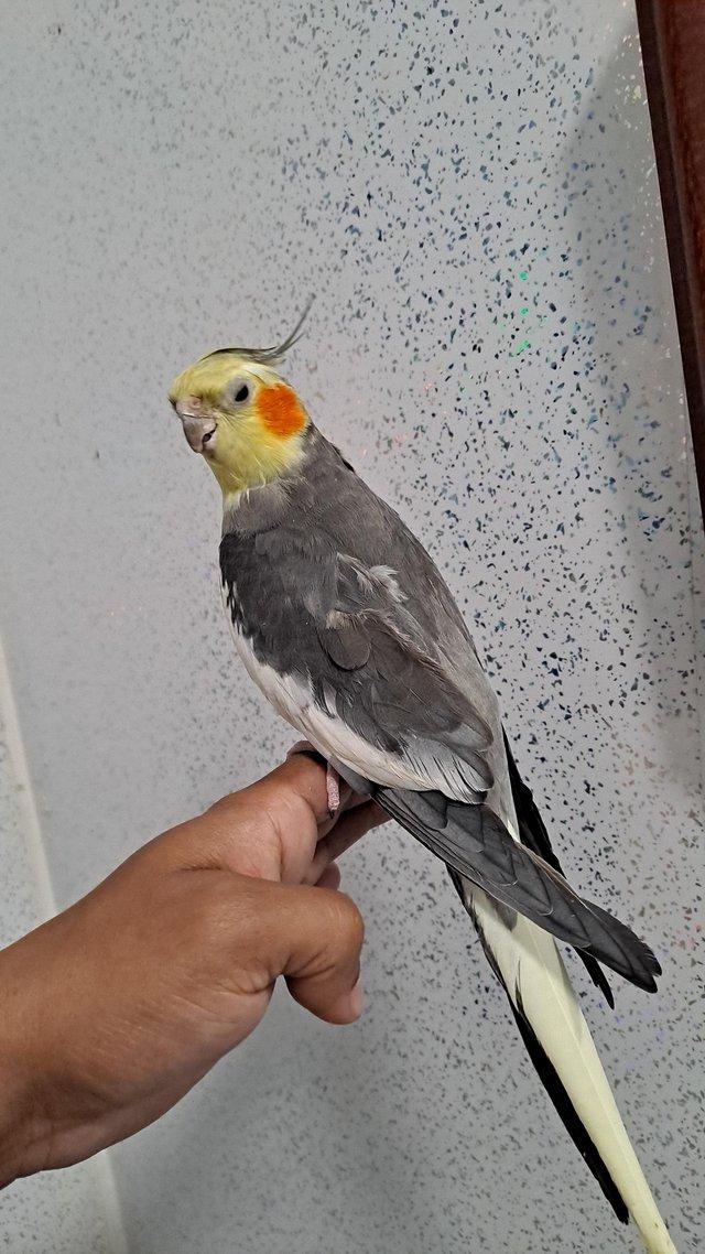 Preview of the first image of Silly hand tamed baby cockatiel for sale.