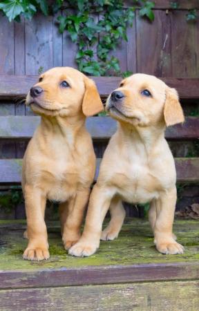 Image 6 of Black and yellow Labrador puppies