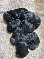 Image 11 of KC registered Cocker Spaniel puppies for sale
