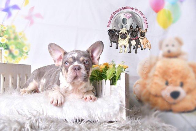 Image 1 of Kc Frenchie puppies Isabella carrier merles
