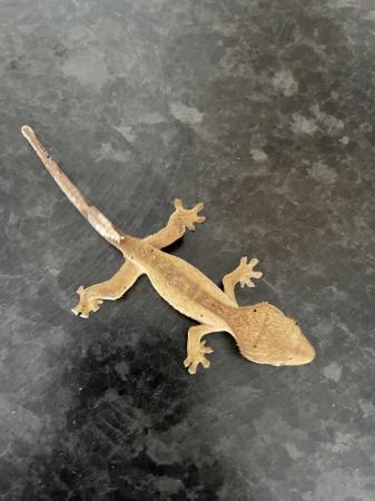 Image 1 of Crested gecko hatchlings and juvenile for sale, available
