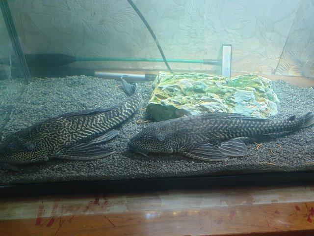 Preview of the first image of Pleco for sale x2 must go together.