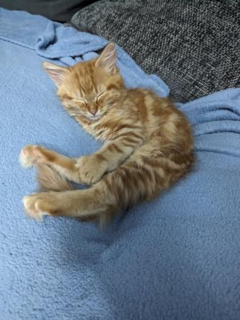 Image 4 of Ginger female kitten 6 months