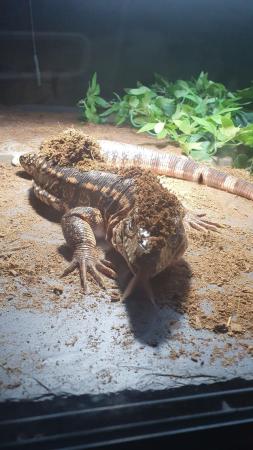 Image 3 of Red tegu - 2 year old female