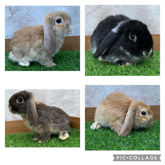 Preview of the first image of Friendly Pure Bred Baby Mini Lop Rabbits.