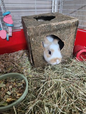 Image 9 of Last girl baby rabbit for sale