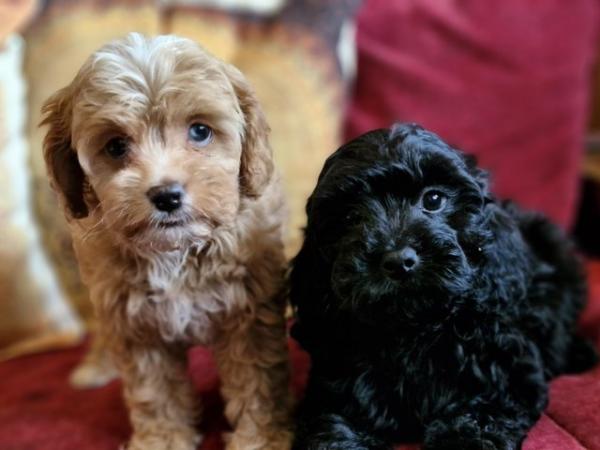 Image 13 of Adorable F1b multicolour cavapoo pups. health tested parents