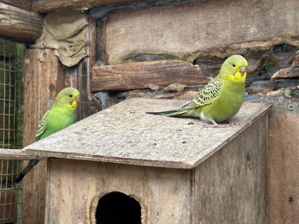 Image 5 of 6 baby budgies for sale various colours