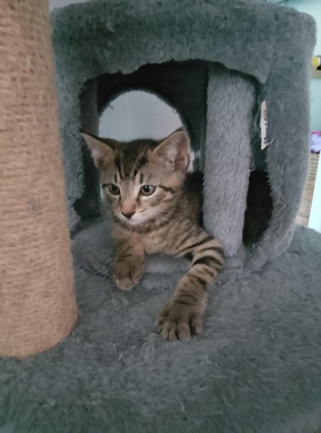 2 beautiful kittens Ready for forever homes — Pets & Animals in Colchester