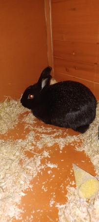 Image 3 of Male black rabbit with large hutch
