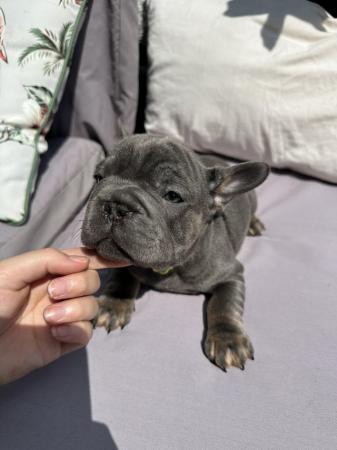 Image 1 of BIG ROPE FRENCH BULLDOGS