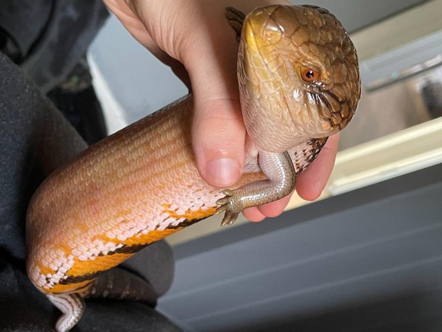 Preview of the first image of 2 y/o Swedish Morph Northern Blue Tongue Skink w/ 4ft viv.