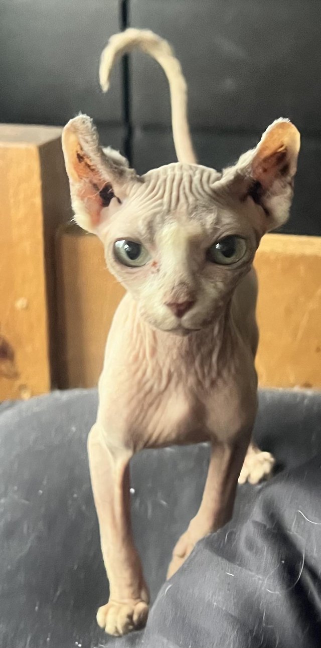 Preview of the first image of 6 month old male elf kitten.