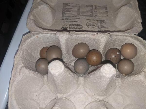 Image 2 of Chinese painted quail hatching eggs