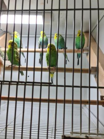 Image 2 of Beautiful budgies ready now (not hand tame)