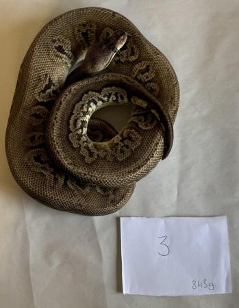 Image 7 of Ball pythons, selling whole collection plus vivs