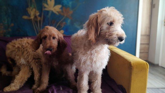 Image 14 of SOLD OUT quality red girls goldendoodle x irishdoodle