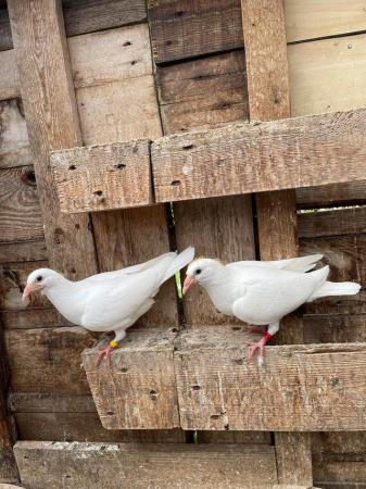 Image 26 of PURE WHITE RACING PIGEON FOR SALE