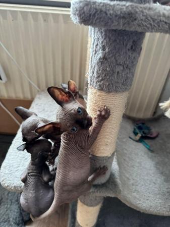 Image 9 of 2 sphynx kittens ready now for loving homes