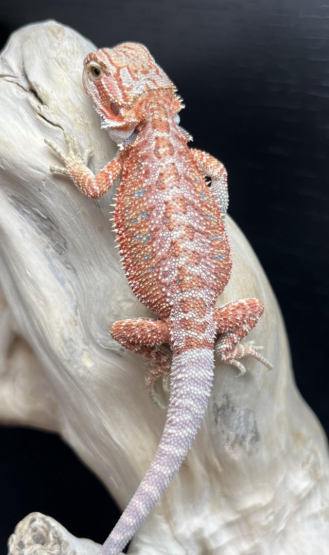 Preview of the first image of Half red monster het Witblits baby bearded dragons.