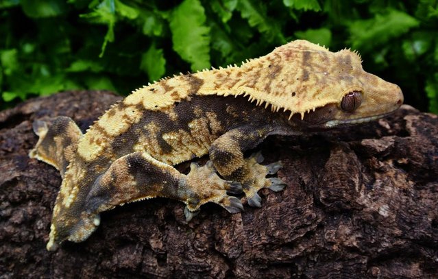 Image 4 of Harlequin male Crested geckos