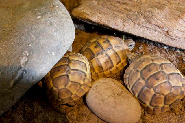 Image 3 of 2023 Turkish Spur-Thighed baby tortoises