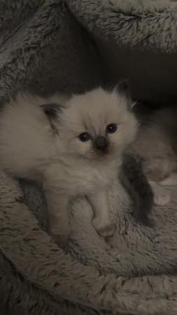 Image 12 of Beautiful ragdoll kittens for sale