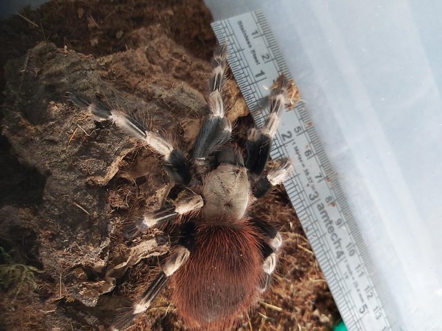 Preview of the first image of Female Vitalius Chromatus - Brazilian red & white,.