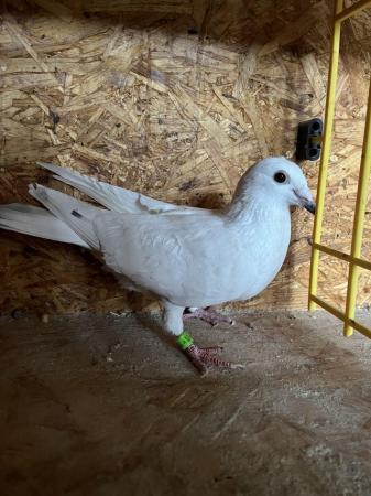 Image 6 of White pigeons females…………………..