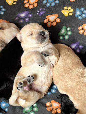Image 5 of Labrador puppies for sale