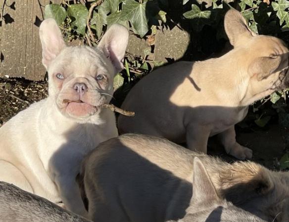 Image 8 of KC REGISTERED TRUE TO TYPE FRENCH BULLDOG BOY