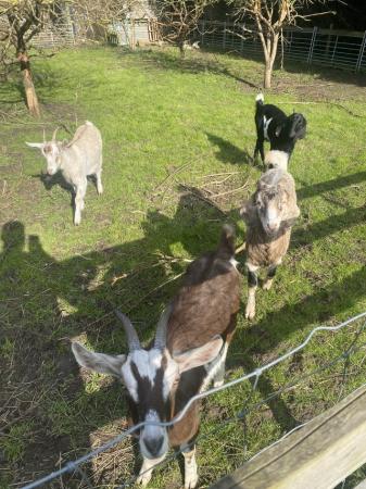 Image 2 of 4 boer cross goats for sale £80 each