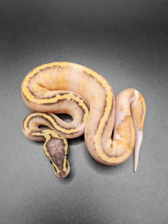 Image 4 of 2023 Royal Python Hatchlings For Sale