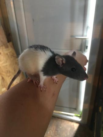 Image 3 of 8 week old rats for sale boys and girls