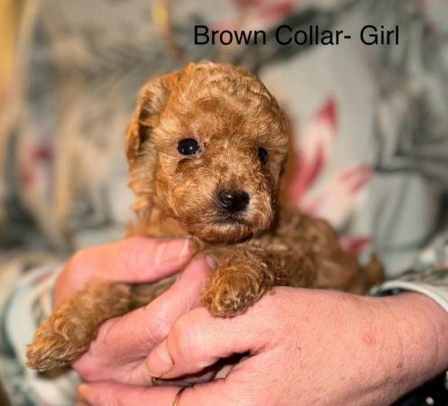 Image 2 of ! Red/apricot toy poodle puppies,adorable! !