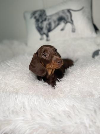 Image 7 of KC registered Miniature Dachshund Puppies ready now