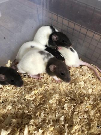 Image 2 of Very friendly dumbo rats for sale