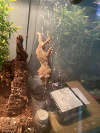 Image 2 of Baby crested geckos forsale