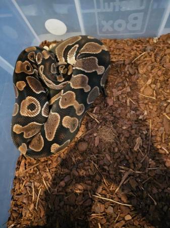 Image 6 of Ball pythons £75 ono each must go!