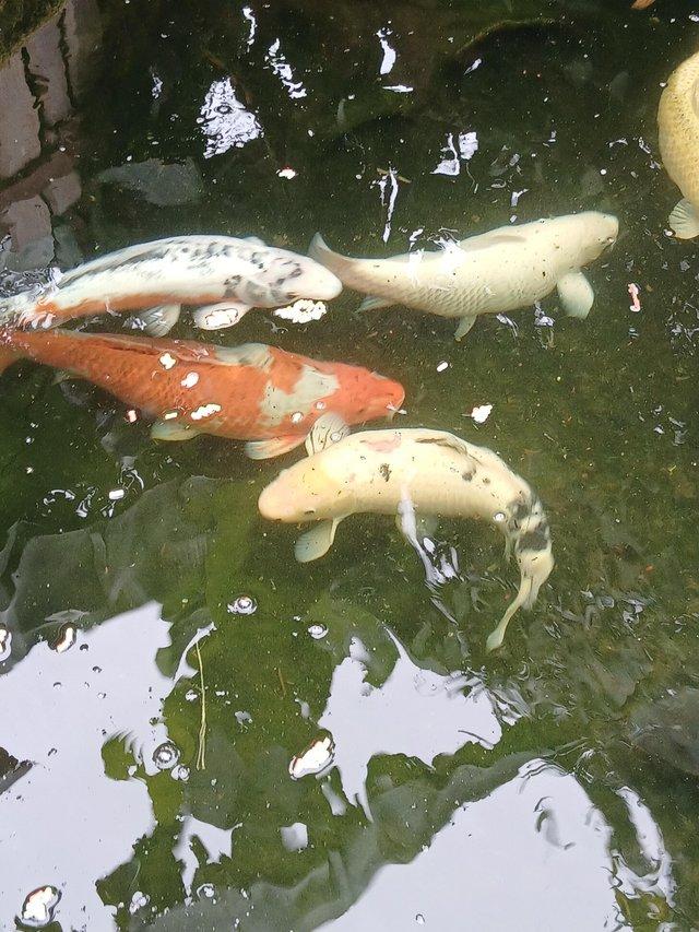 For sale beauriful Koi Carp — photo 3 of 4