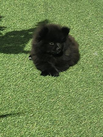 Image 14 of Beautiful Pomeranian puppy eady now