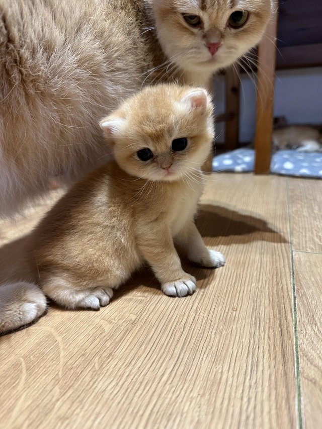 GCCF reg BSH Chocolate Golden Kittens