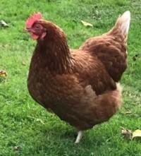 Preview of the first image of Point of lay hybrid chickens for sale.