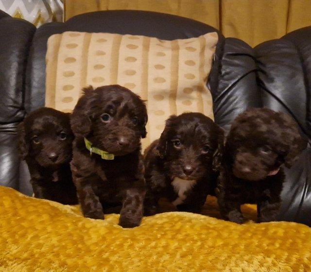Preview of the first image of toy F1 cockapoo puppies for sale.
