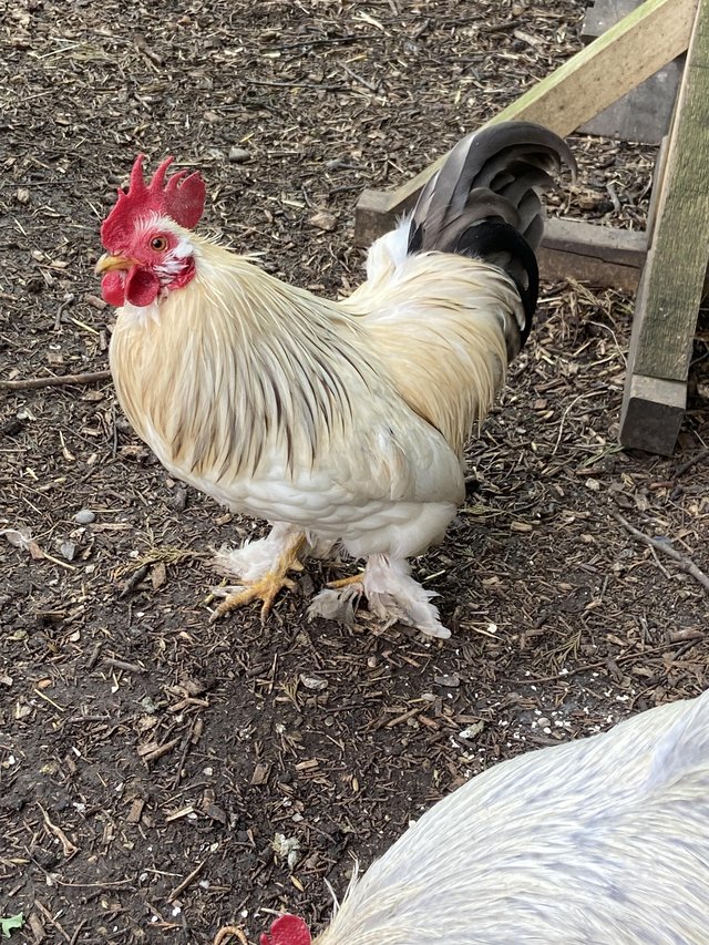 Preview of the first image of Mixed porcelain bantam cockerel 10 months old.