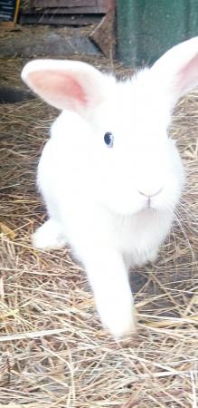 Image 4 of Blue eyed white friendly rabbits