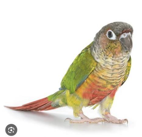 Image 2 of Wanted Quaker or Conure Parrot - young & tame